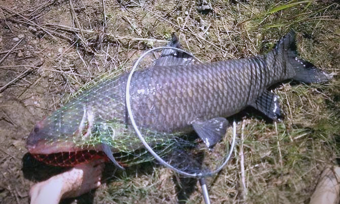 南方初夏钓青鱼技巧(南方青鱼3月份好钓吗) 南方初夏钓青鱼技巧(南方青鱼3月份好钓吗)