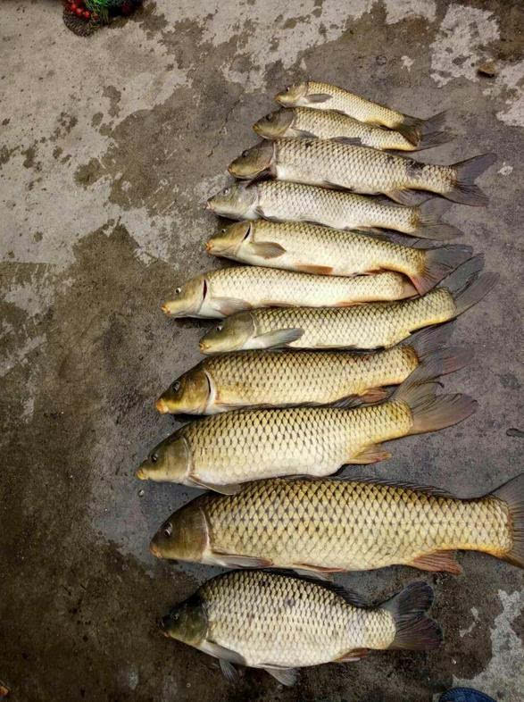 健鲤饵料搭配(鲤里饵料搭配)