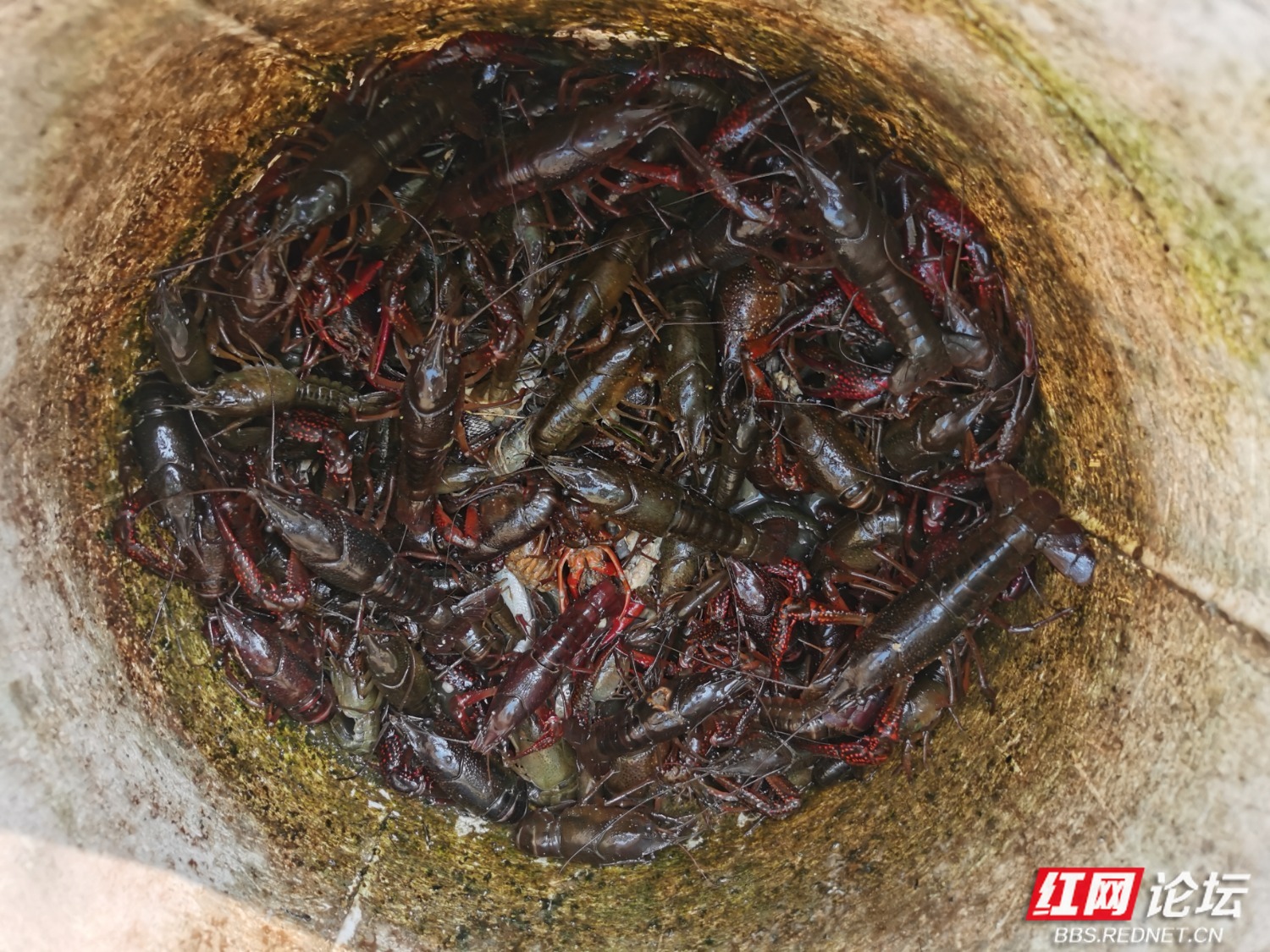 自制罾鱼虾饵料(自制虾饵料配方)