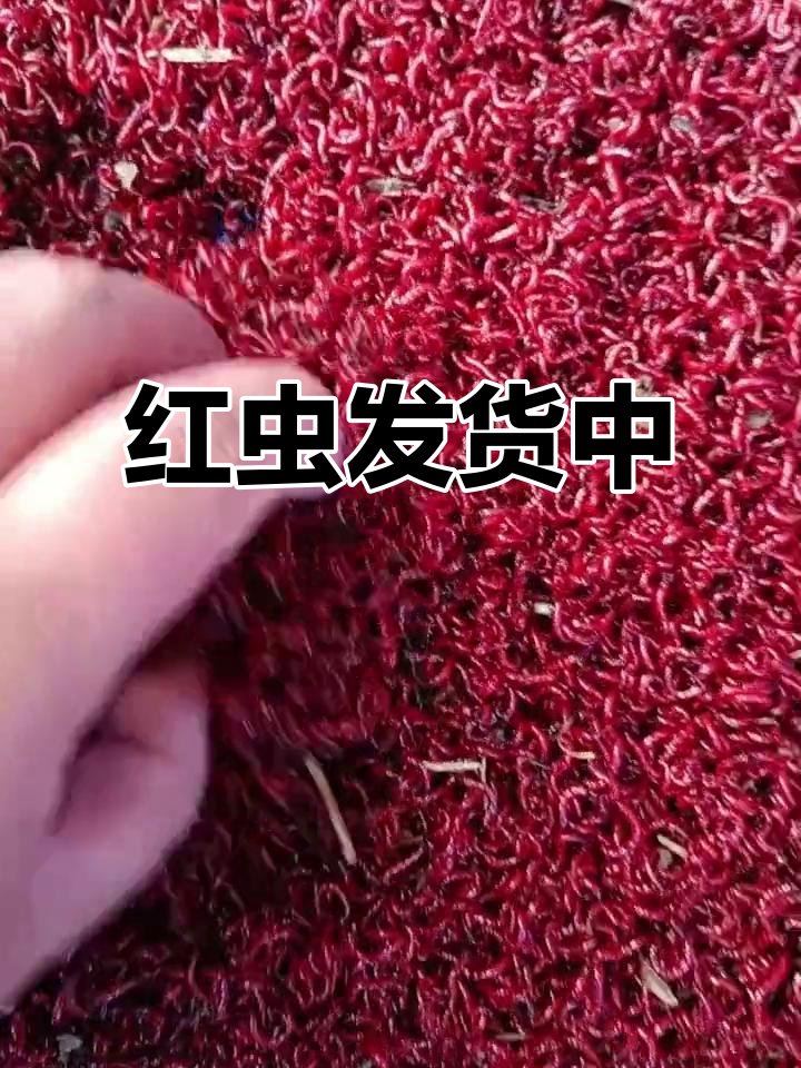 什么饵料含红虫(饵料红虫是什么动物)