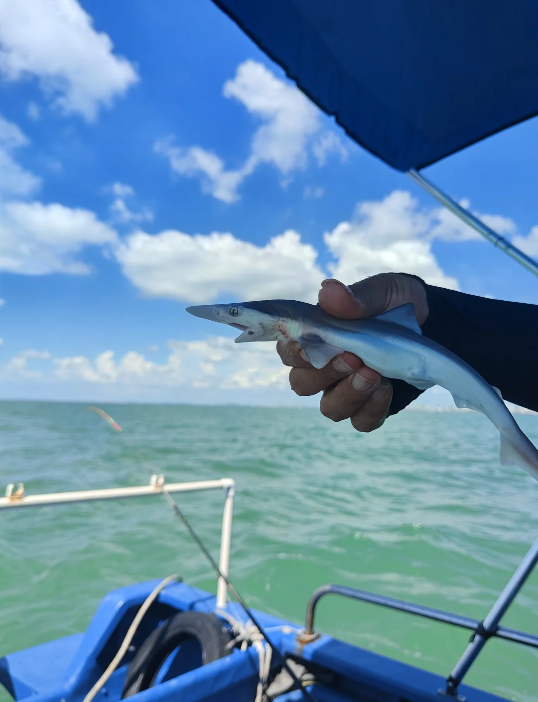 北海海钓船(广西北海海钓船钓视频)