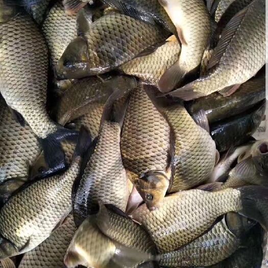 池塘鲫鱼技巧视频高清(池塘鲫鱼技巧视频高清图片)