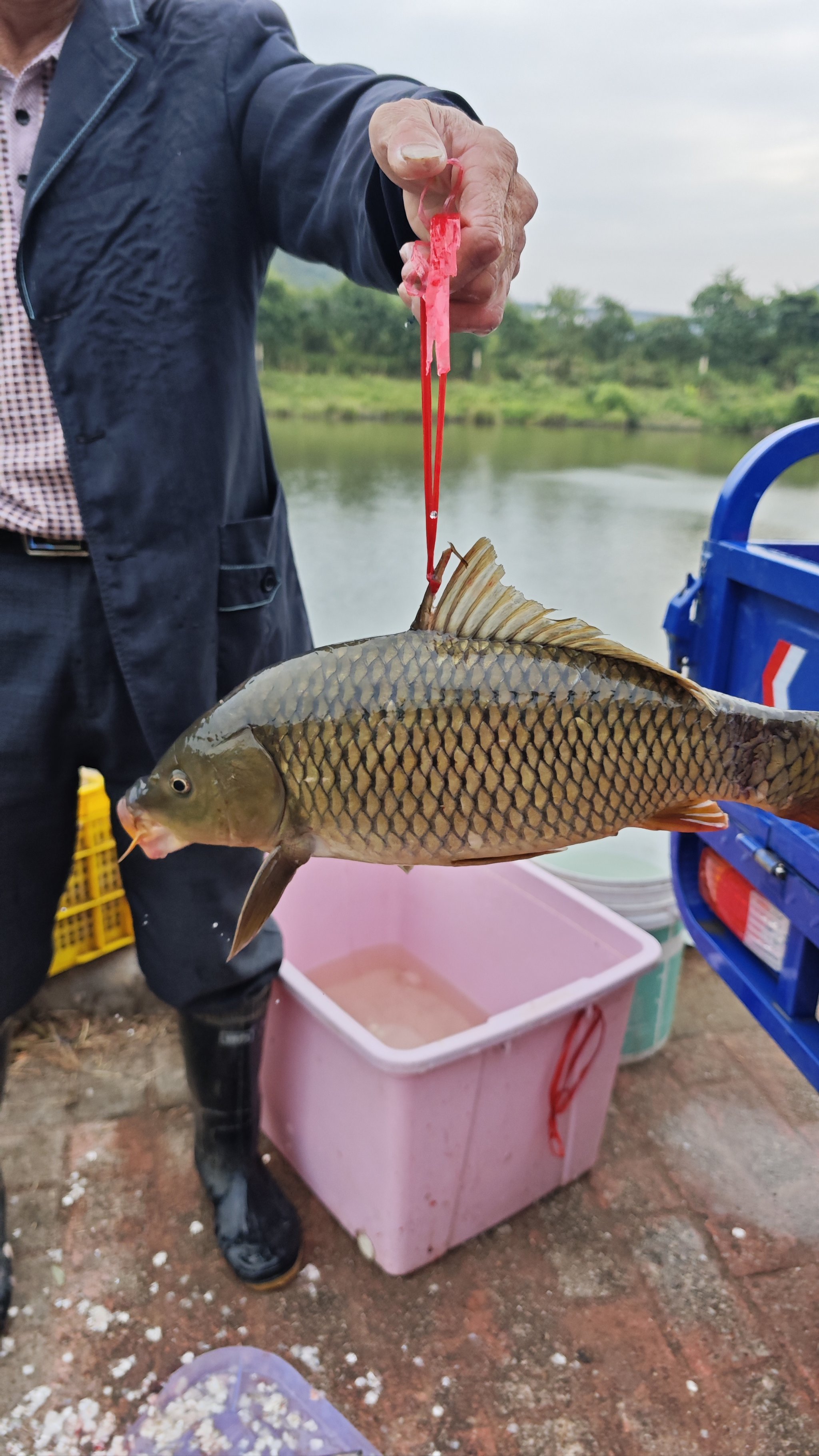 河流路亚鲤鱼(鲤鱼路亚饵)