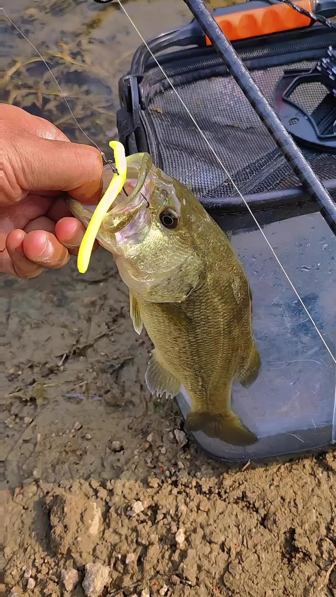 路亚钓海鲈鱼视频(路亚海钓鲈鱼的方法和技巧)