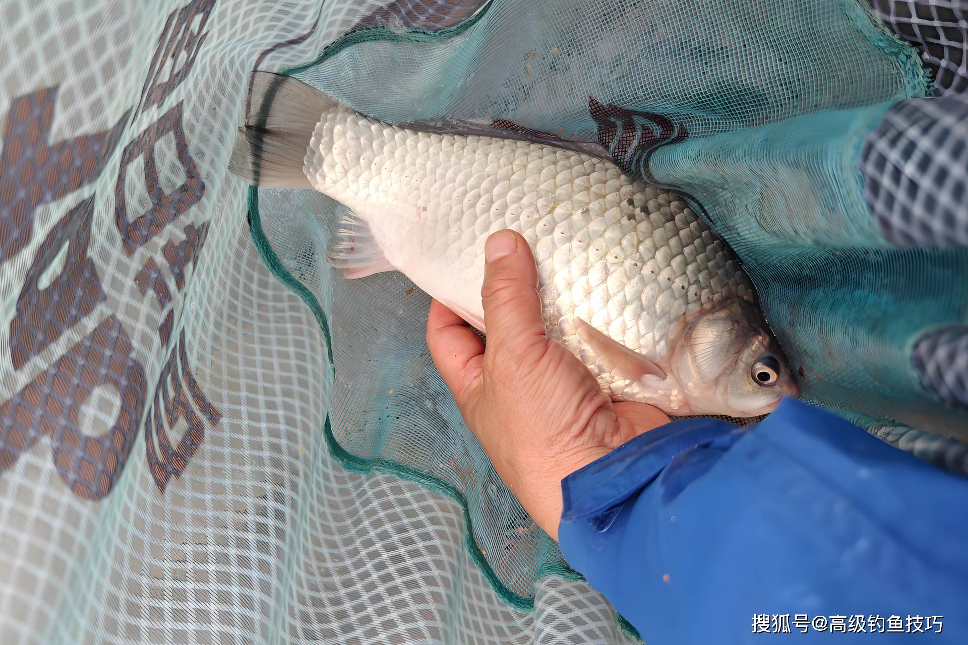 放鱼当天钓鲫鱼技巧(放鱼当天可以钓鱼不)