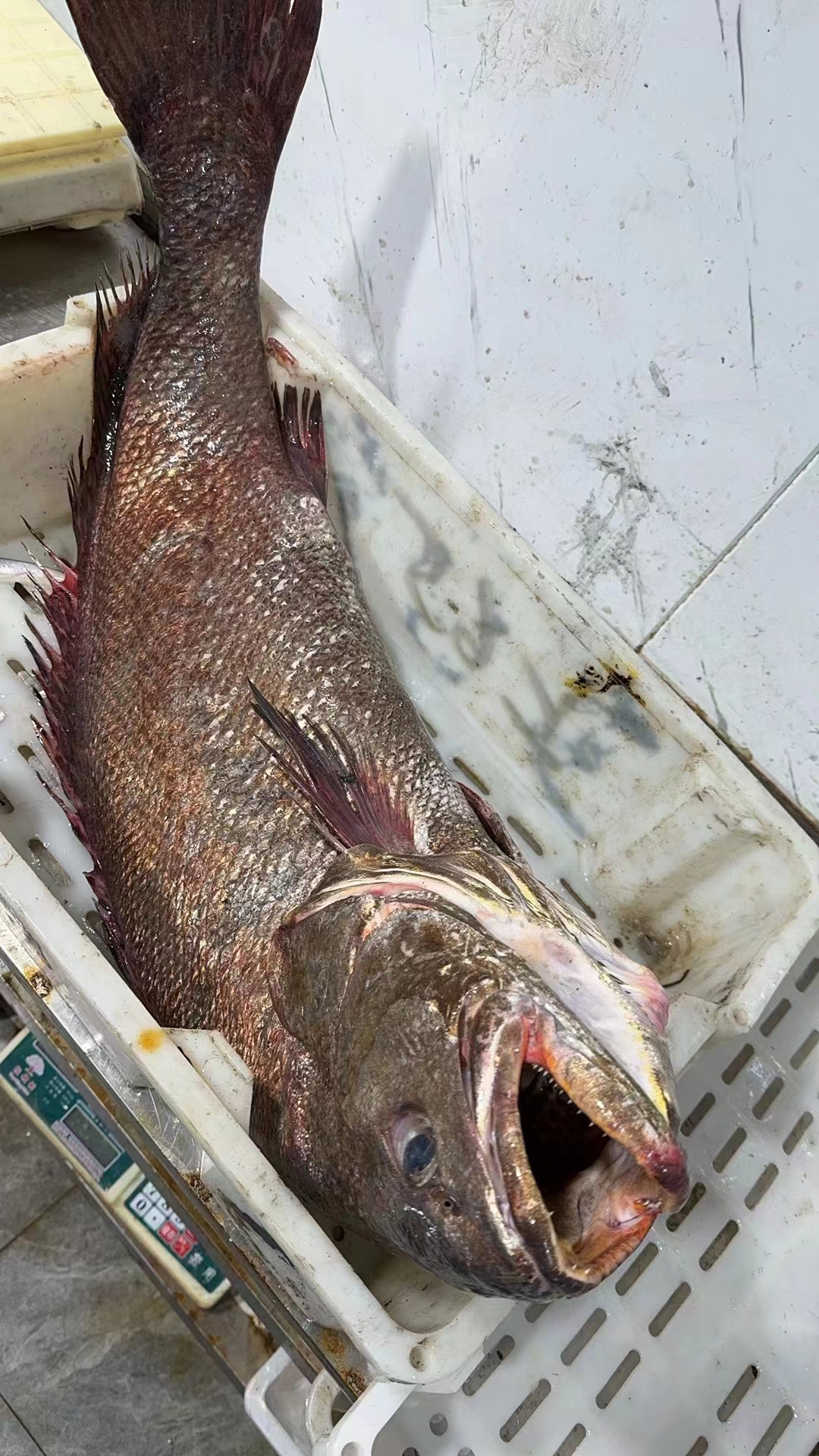 台州海钓(台州海钓必去的三个地方)