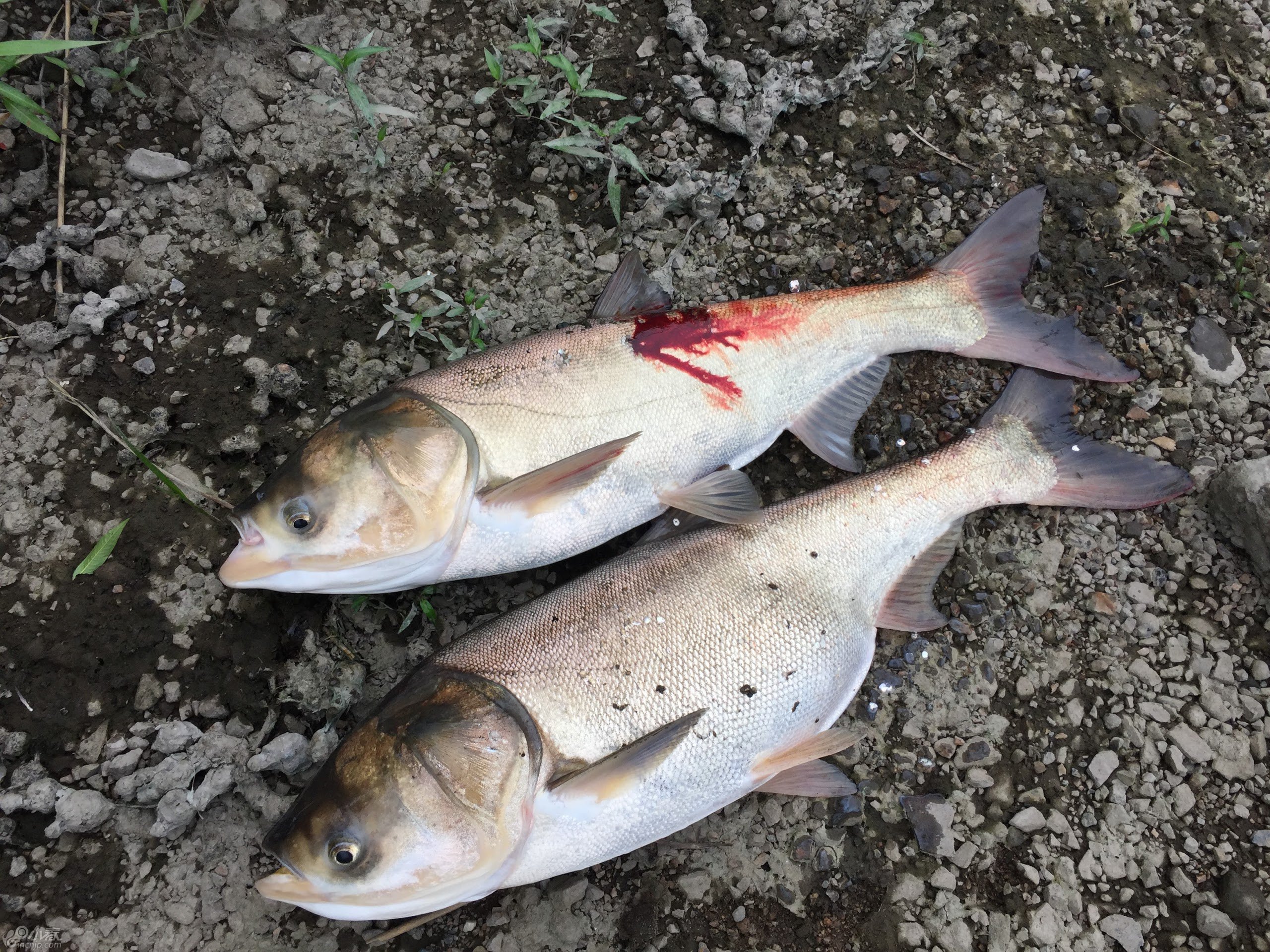 威海钓鱼微信群(威海钓鱼吧 百度贴吧) 威海钓鱼微信群(威海钓鱼吧 百度贴吧)