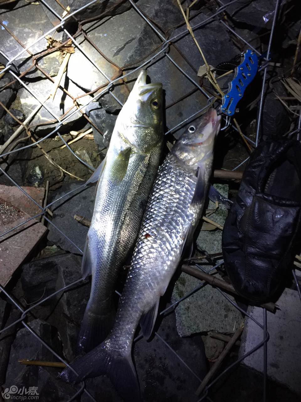 威海钓鱼微信群(威海钓鱼吧 百度贴吧) 威海钓鱼微信群(威海钓鱼吧 百度贴吧)