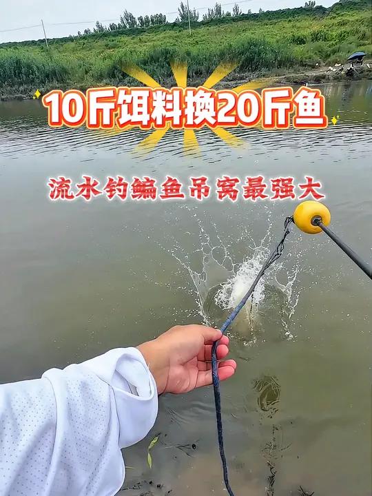 夏天野钓扁鱼技巧(野钓扁鱼调漂) 夏天野钓扁鱼技巧(野钓扁鱼调漂)