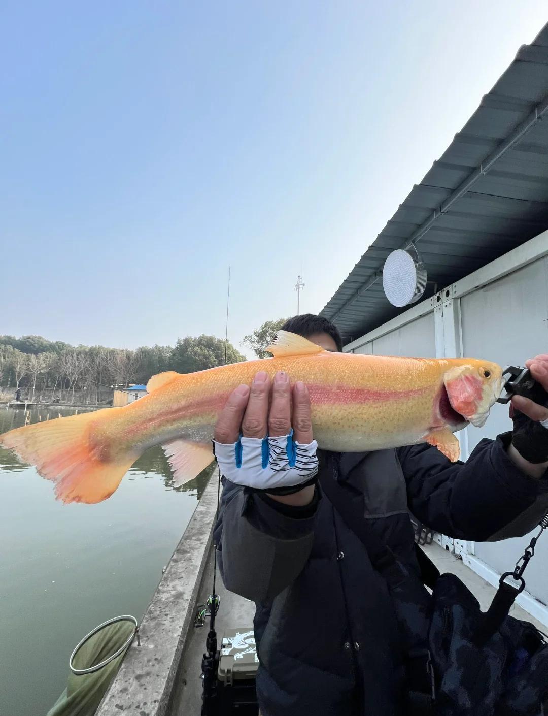 乌鲻鱼路亚(乌鲻鱼图片大全大图) 乌鲻鱼路亚(乌鲻鱼图片大全大图)