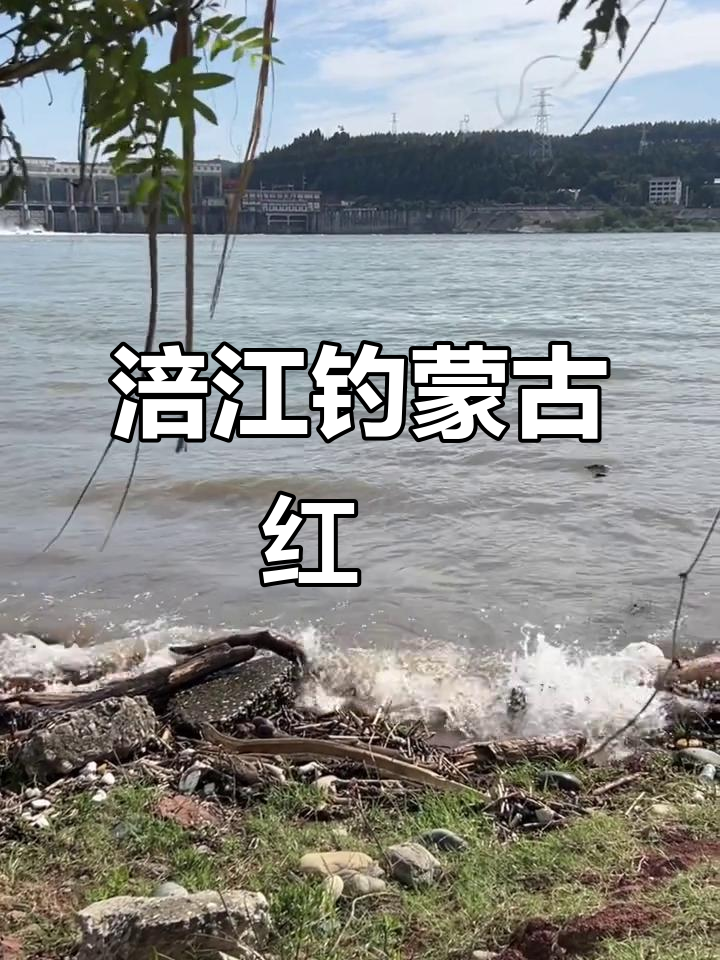 蒙古红鲌垂钓技巧(如何垂钓蒙古红鲌) 蒙古红鲌垂钓技巧(如何垂钓蒙古红鲌)