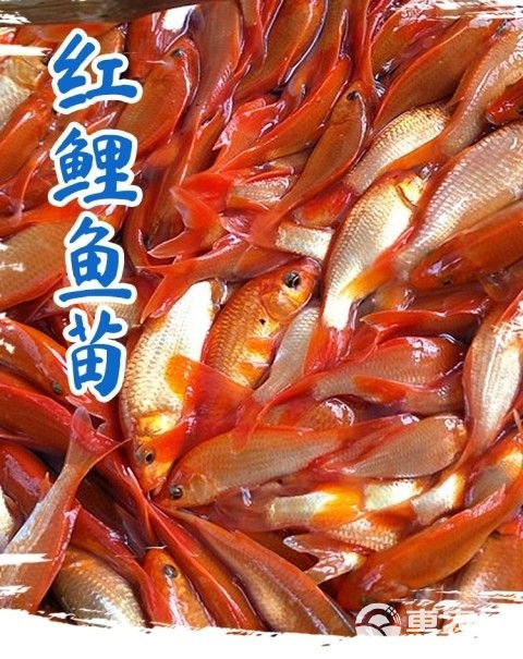 蒙古红鲌垂钓技巧(如何垂钓蒙古红鲌) 蒙古红鲌垂钓技巧(如何垂钓蒙古红鲌)