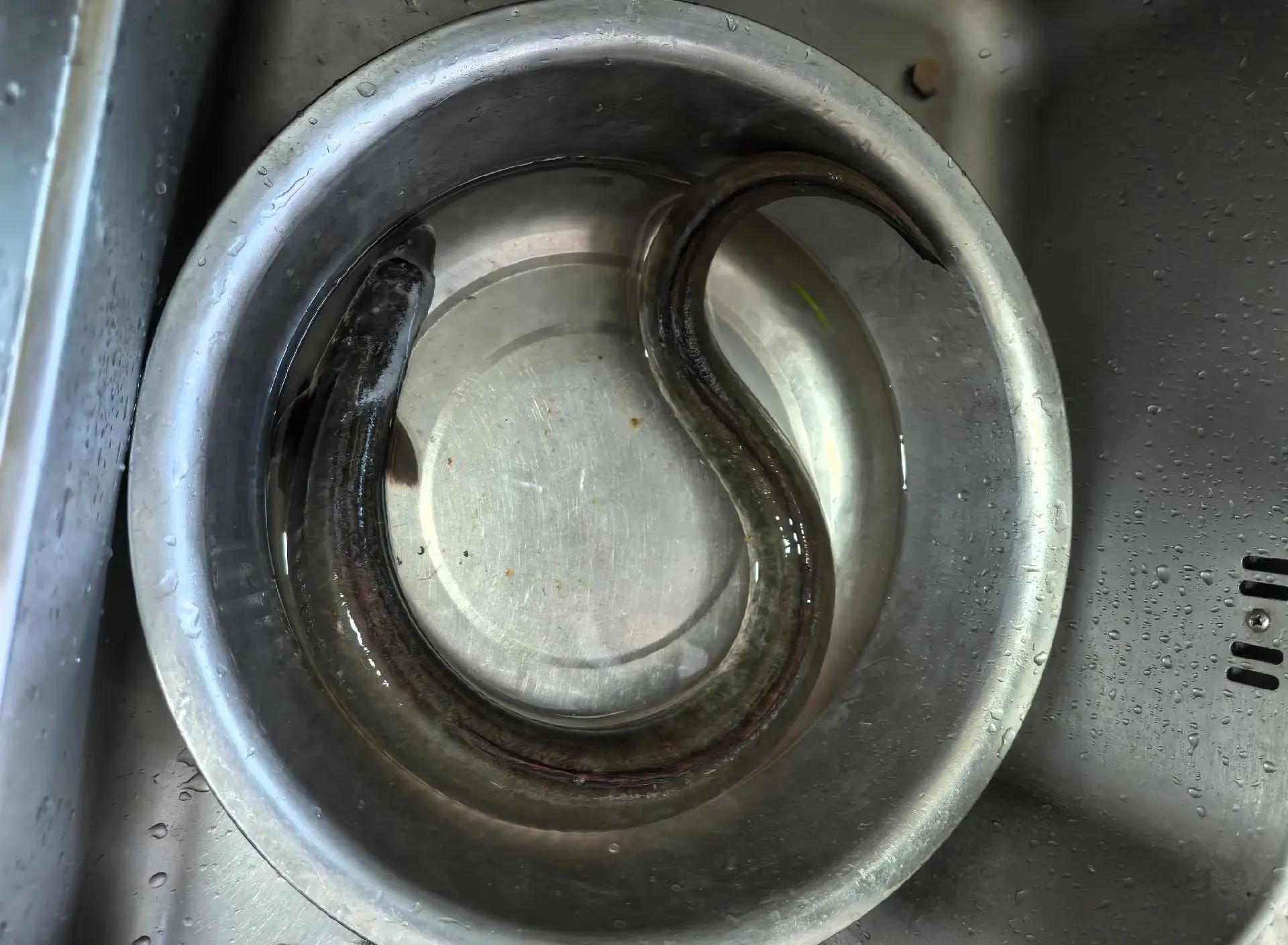 杀鳗鱼技巧(新手杀鳗鱼教程视频) 杀鳗鱼技巧(新手杀鳗鱼教程视频)