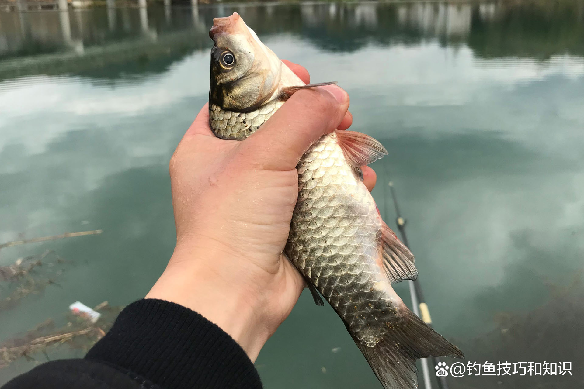大水库鲫鱼技巧(水库鲫鱼钓法) 大水库鲫鱼技巧(水库鲫鱼钓法)
