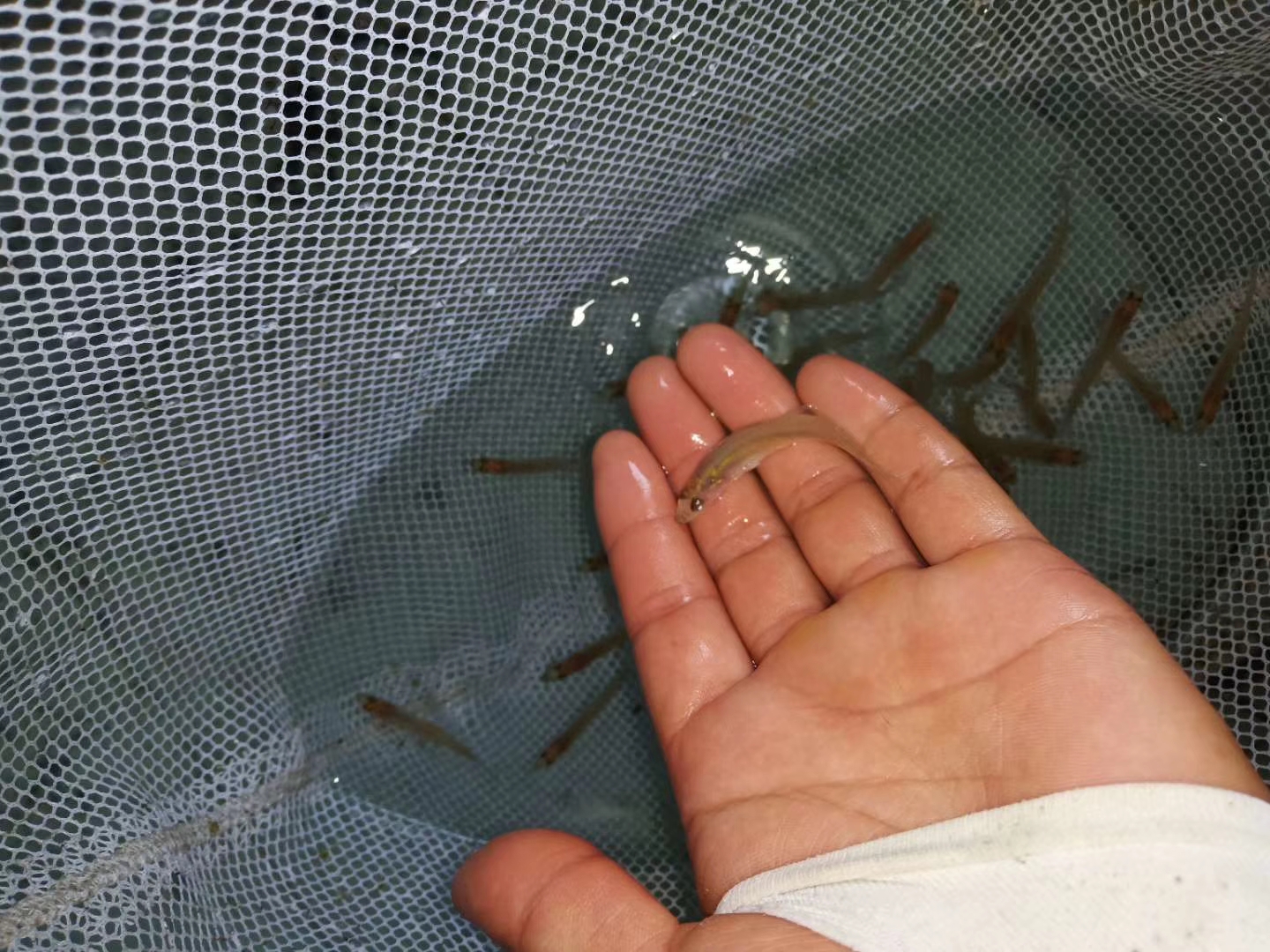 梭鲈鱼运输技巧(梭鲈鱼怎么路亚) 梭鲈鱼运输技巧(梭鲈鱼怎么路亚)