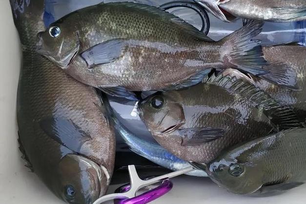 海钓邦鱼钓(海钓鲅鱼钓浮钓组图解) 海钓邦鱼钓(海钓鲅鱼钓浮钓组图解)