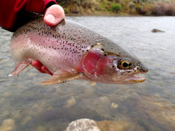 东江路亚虹鳟(东江科技有限公司官网) 东江路亚虹鳟(东江科技有限公司官网)
