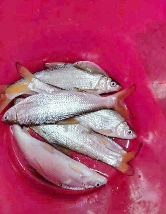 黄尾鲴不吃饵料(黄尾鲴的饵料) 黄尾鲴不吃饵料(黄尾鲴的饵料)