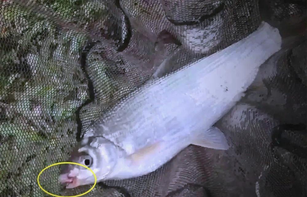 黄尾鲴不吃饵料(黄尾鲴的饵料) 黄尾鲴不吃饵料(黄尾鲴的饵料)