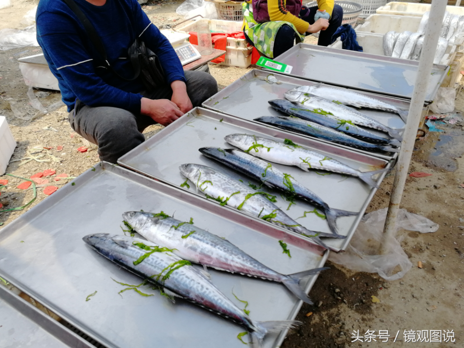 沧州市区卖渔具(河北沧州渔具生产基地) 沧州市区卖渔具(河北沧州渔具生产基地)