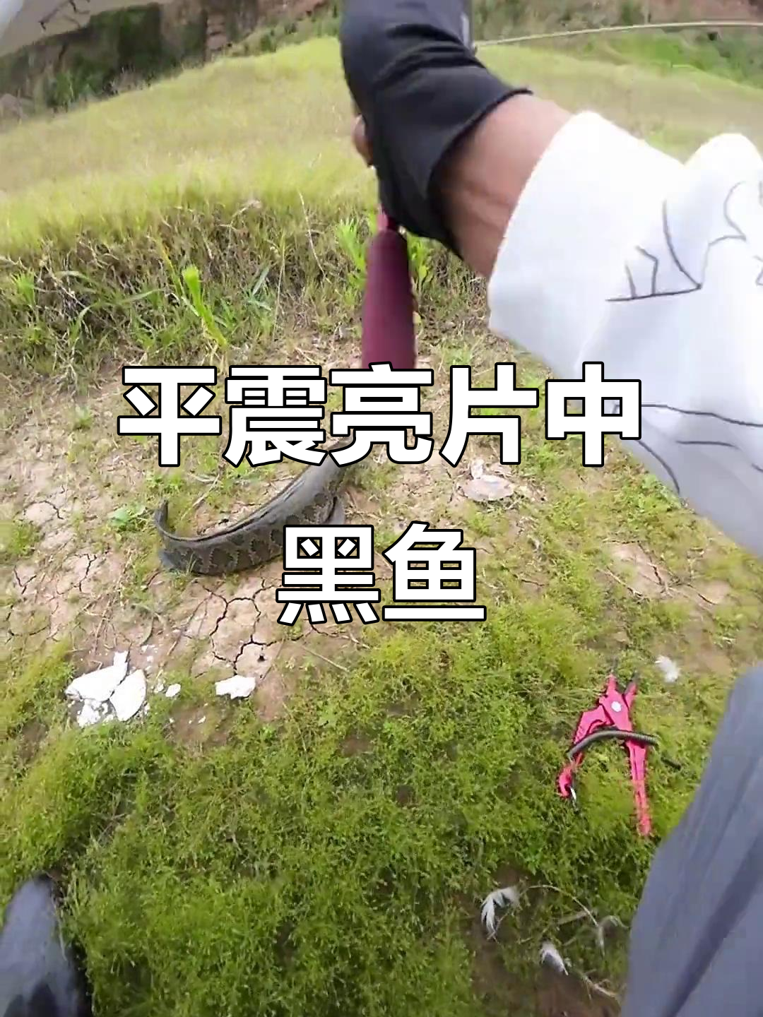 海钓大黑蜡(黑腊鱼怎么钓) 海钓大黑蜡(黑腊鱼怎么钓)