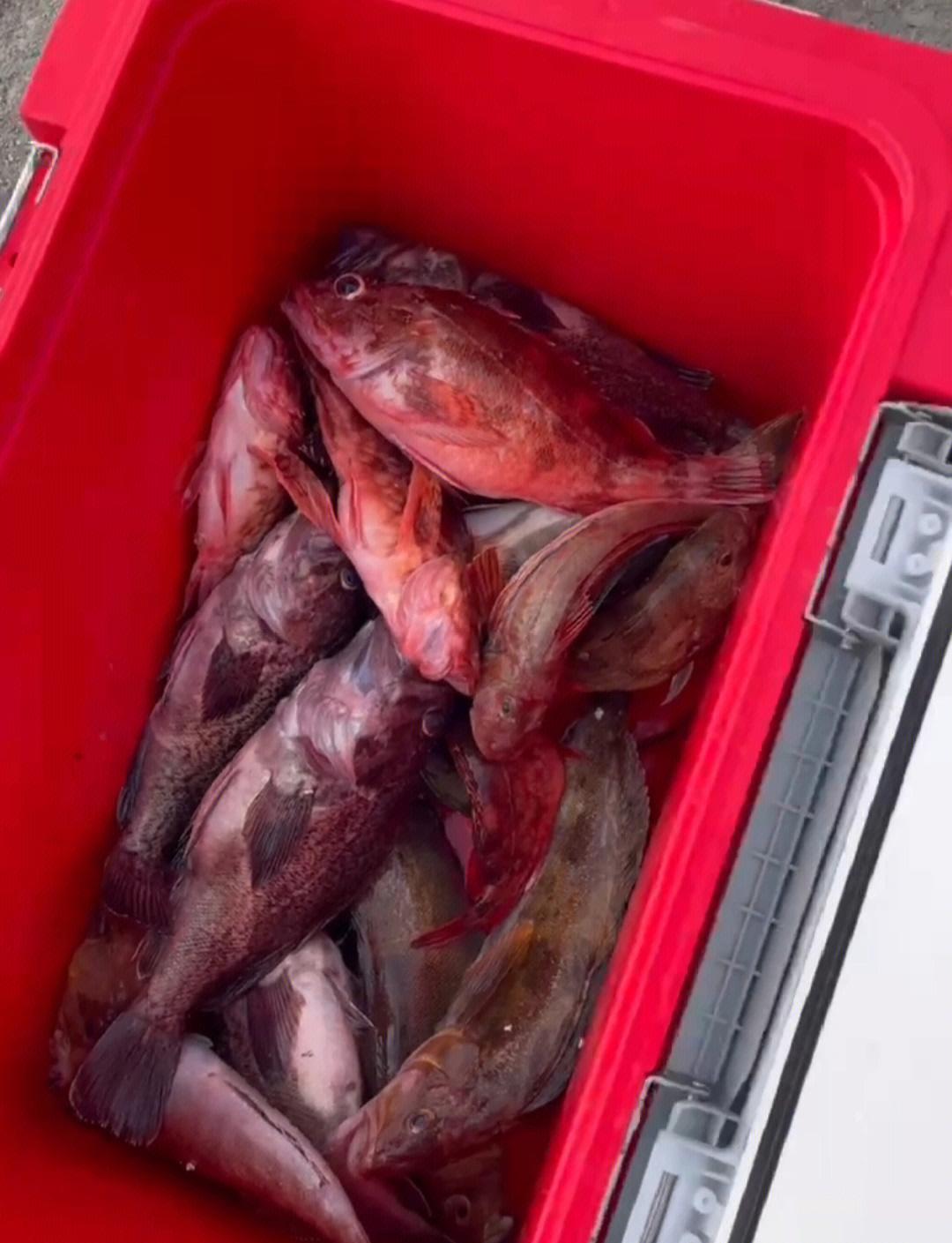 海钓大黑蜡(黑腊鱼怎么钓) 海钓大黑蜡(黑腊鱼怎么钓)