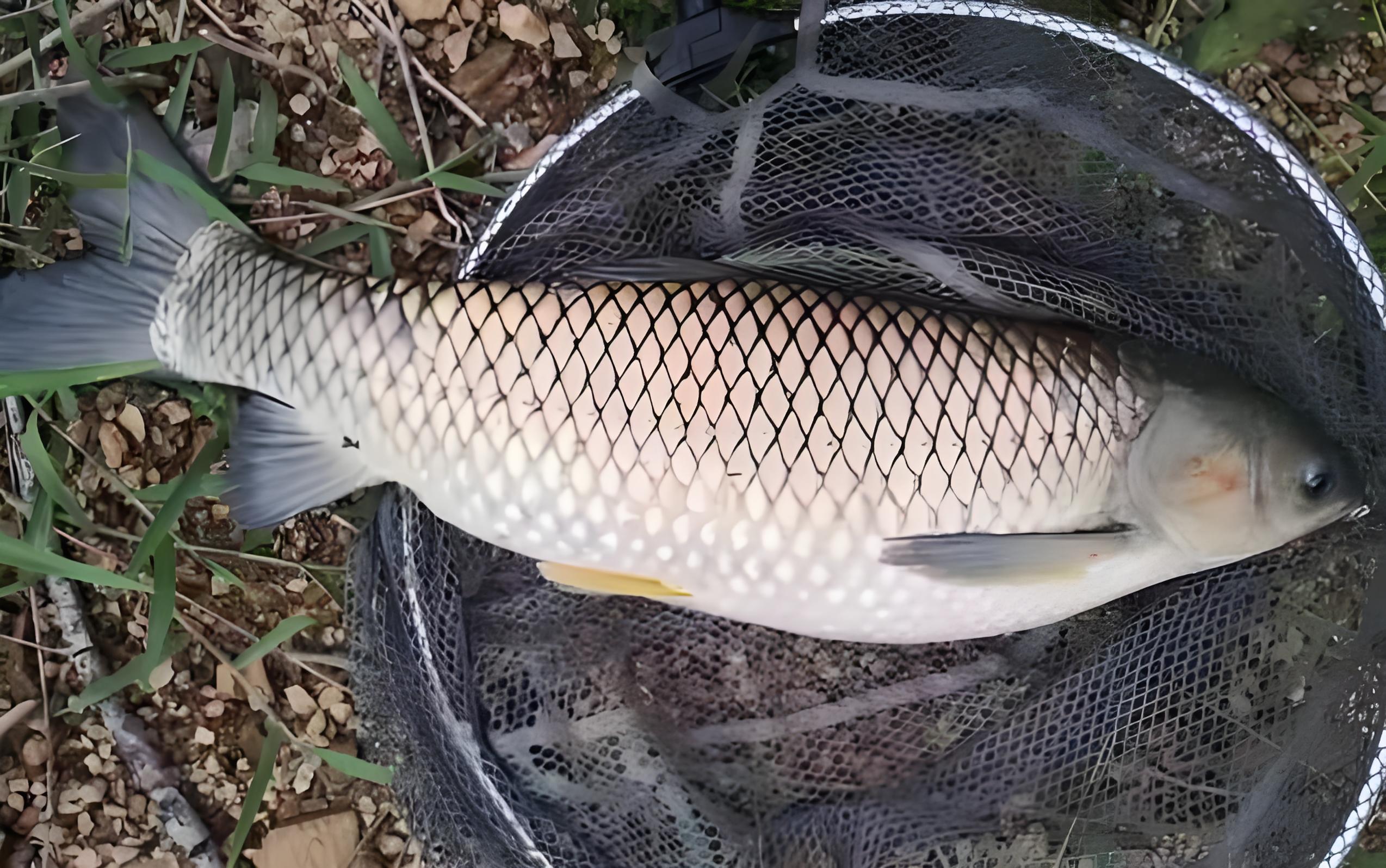 金龙饵料钓草鱼(金龙饵料怎么搭配) 金龙饵料钓草鱼(金龙饵料怎么搭配)