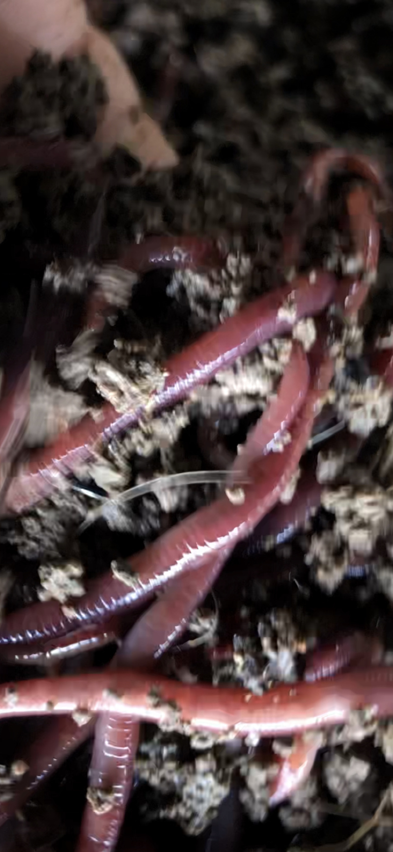 益阳哪个渔具店有蚯蚓(渔具店蚯蚓哪里进货的) 益阳哪个渔具店有蚯蚓(渔具店蚯蚓哪里进货的)