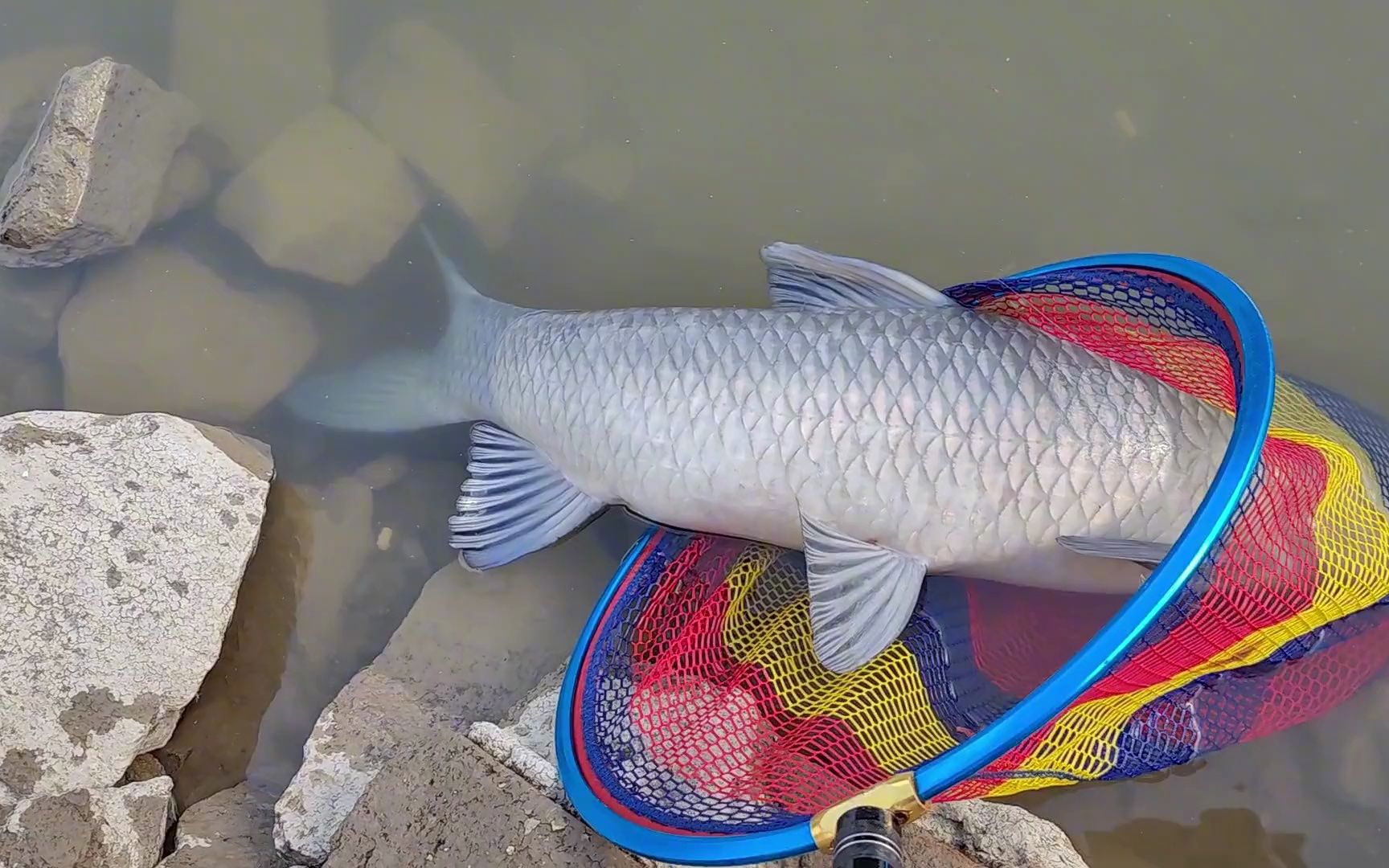 威海钓青鱼(威海钓鱼视频)