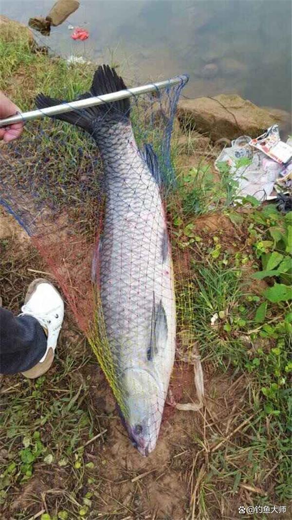 威海钓青鱼(威海钓鱼视频)
