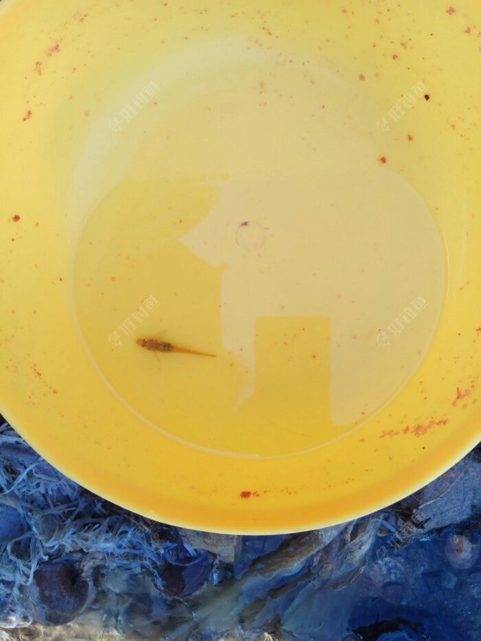 趴虎饵料(趴虎鱼图片及价格)