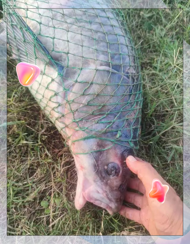 水库野钓青鱼技巧(水库钓大青鱼技巧百度百科) 水库野钓青鱼技巧(水库钓大青鱼技巧百度百科)