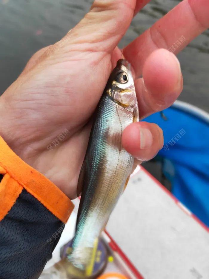 钓铁脑壳鱼的技巧(铁脑壳鱼用什么钓最好) 钓铁脑壳鱼的技巧(铁脑壳鱼用什么钓最好)
