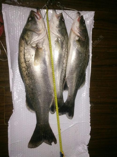 海钓七星鲈(手竿钓七星鲈) 海钓七星鲈(手竿钓七星鲈)