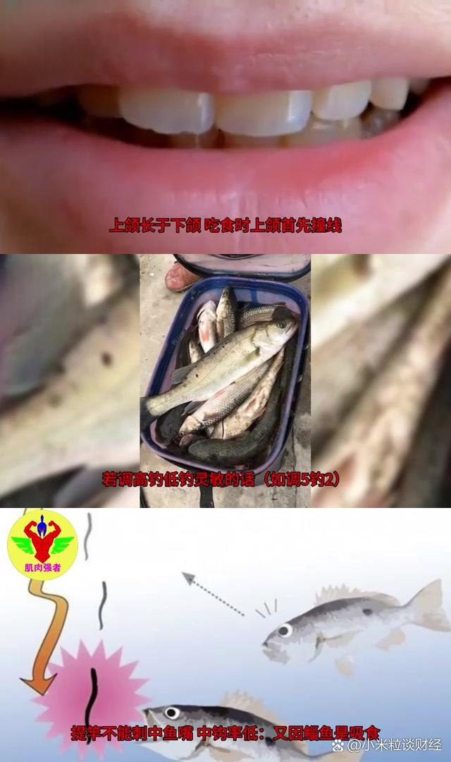 钓淄鱼技巧(淄鱼如何钓) 钓淄鱼技巧(淄鱼如何钓)