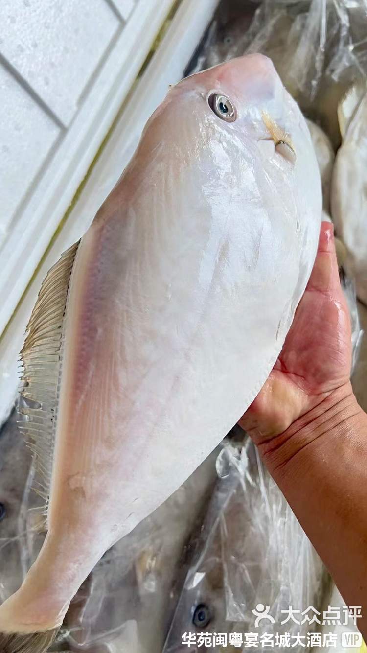 海钓脱皮鱼(脱皮鱼叫什么) 海钓脱皮鱼(脱皮鱼叫什么)