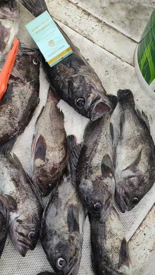 曹妃甸海钓钓什么深度(曹妃甸最佳海钓月份) 曹妃甸海钓钓什么深度(曹妃甸最佳海钓月份)