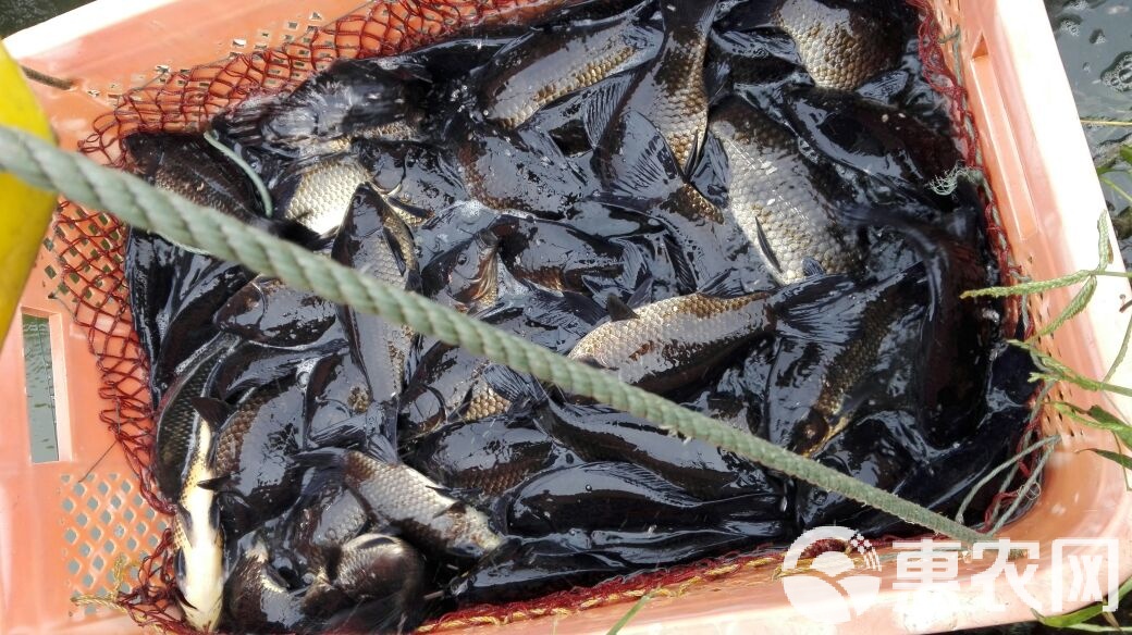 乌龙鲫夏天用什么饵料(乌龙鲫市场价格) 乌龙鲫夏天用什么饵料(乌龙鲫市场价格)