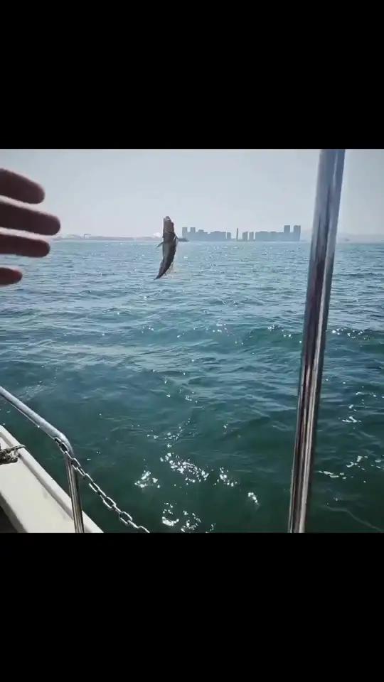 青岛海钓俱乐部视频(青岛海钓俱乐部哪个好) 青岛海钓俱乐部视频(青岛海钓俱乐部哪个好)