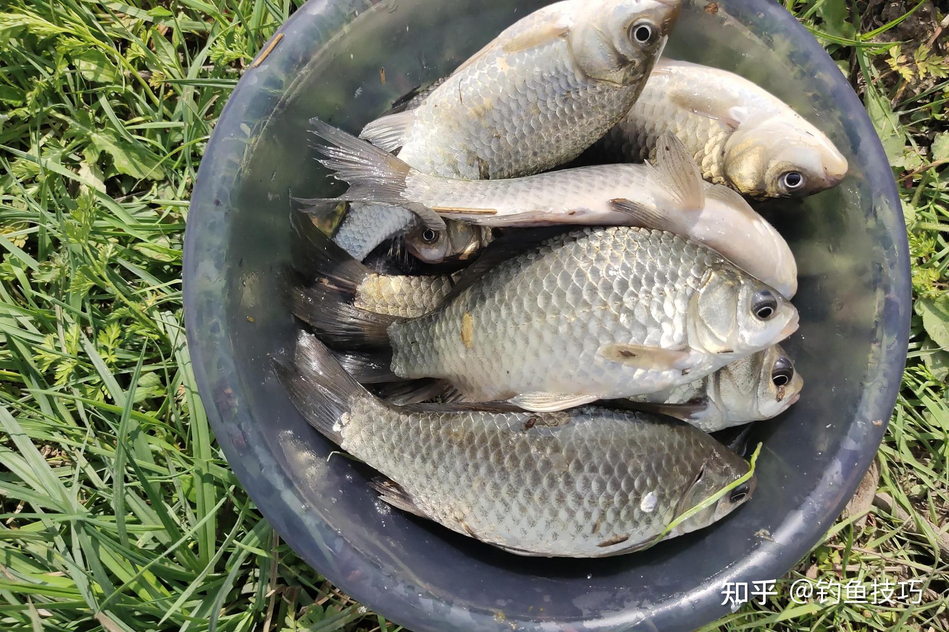 仲春水库钓鱼技巧(仲春水库钓鱼技巧图解) 仲春水库钓鱼技巧(仲春水库钓鱼技巧图解)