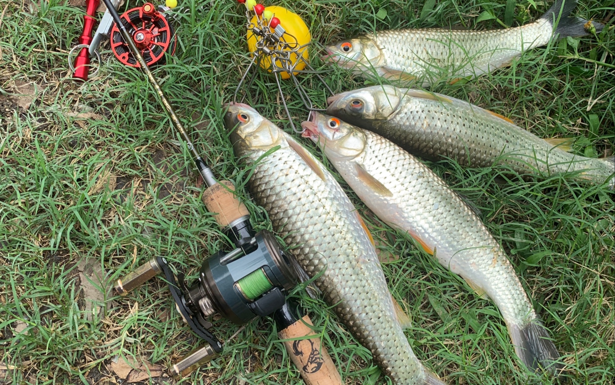 红眼鱼路亚(红眼鱼路亚用什么饵钓最好) 红眼鱼路亚(红眼鱼路亚用什么饵钓最好)