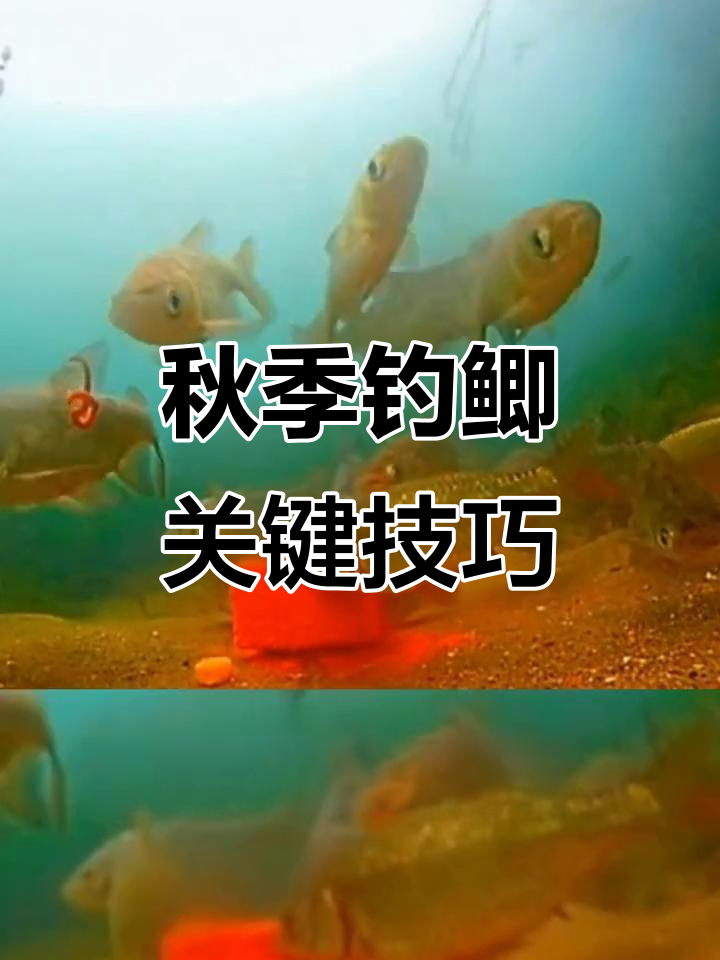 秋钓大鲫鱼的技巧(秋季钓鲫鱼怎样调漂视频) 秋钓大鲫鱼的技巧(秋季钓鲫鱼怎样调漂视频)