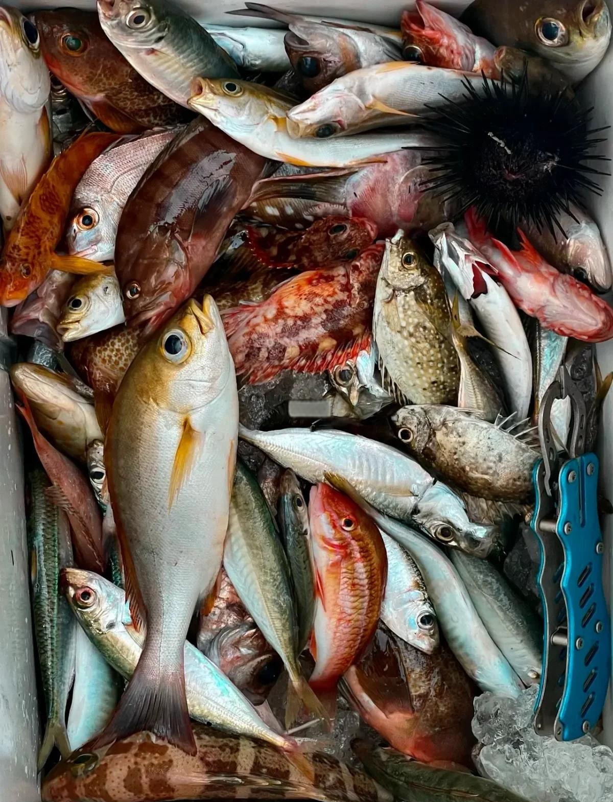 温岭海钓地点(温岭市区哪里可以钓鱼) 温岭海钓地点(温岭市区哪里可以钓鱼)