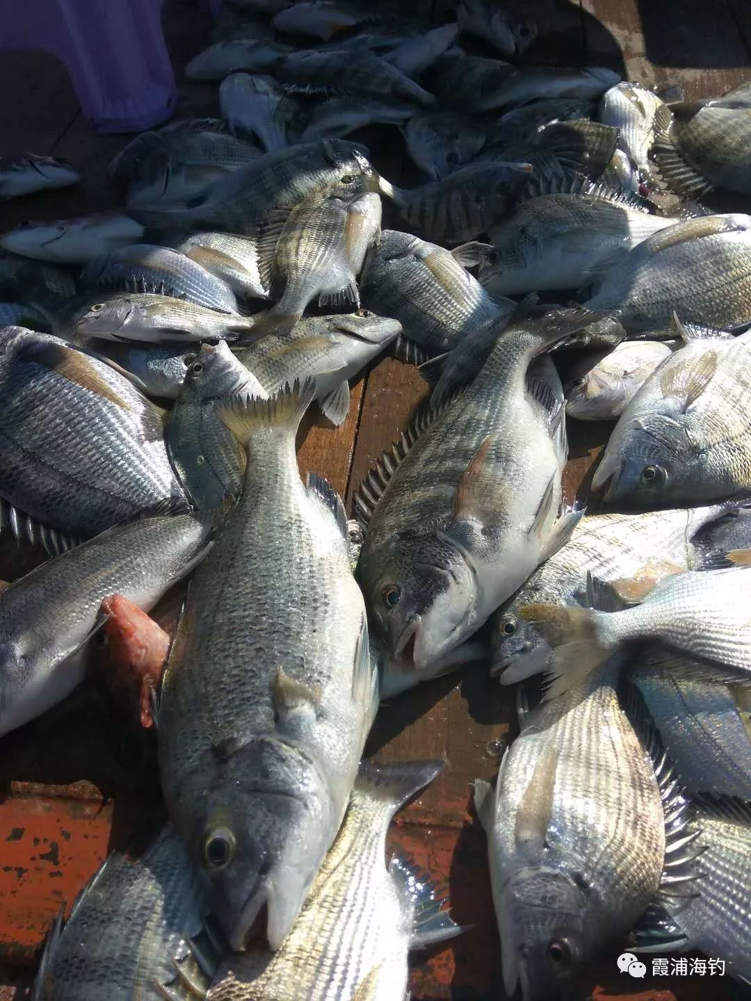 海钓嘿鲷渔技术(海钓黑鲷技巧大全) 海钓嘿鲷渔技术(海钓黑鲷技巧大全)