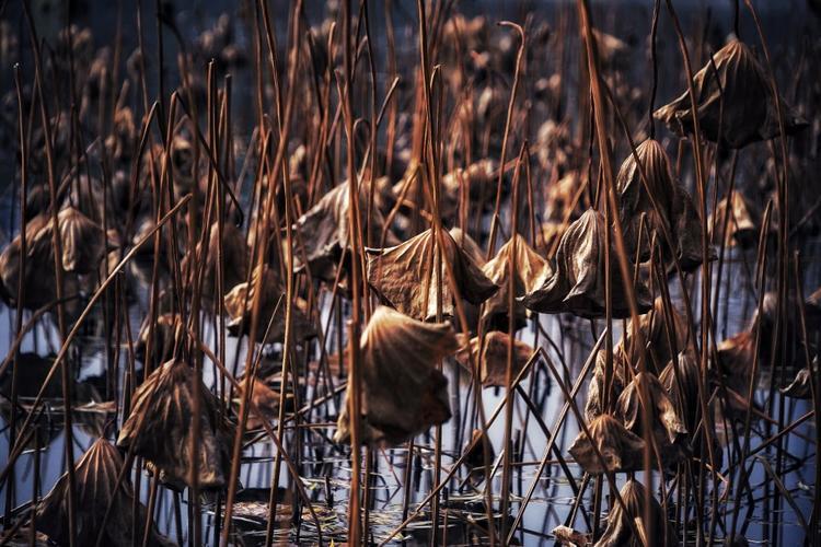 冬季莲藕塘钓鲫鱼技巧(莲藕鱼塘钓鱼怎么选位置) 冬季莲藕塘钓鲫鱼技巧(莲藕鱼塘钓鱼怎么选位置)