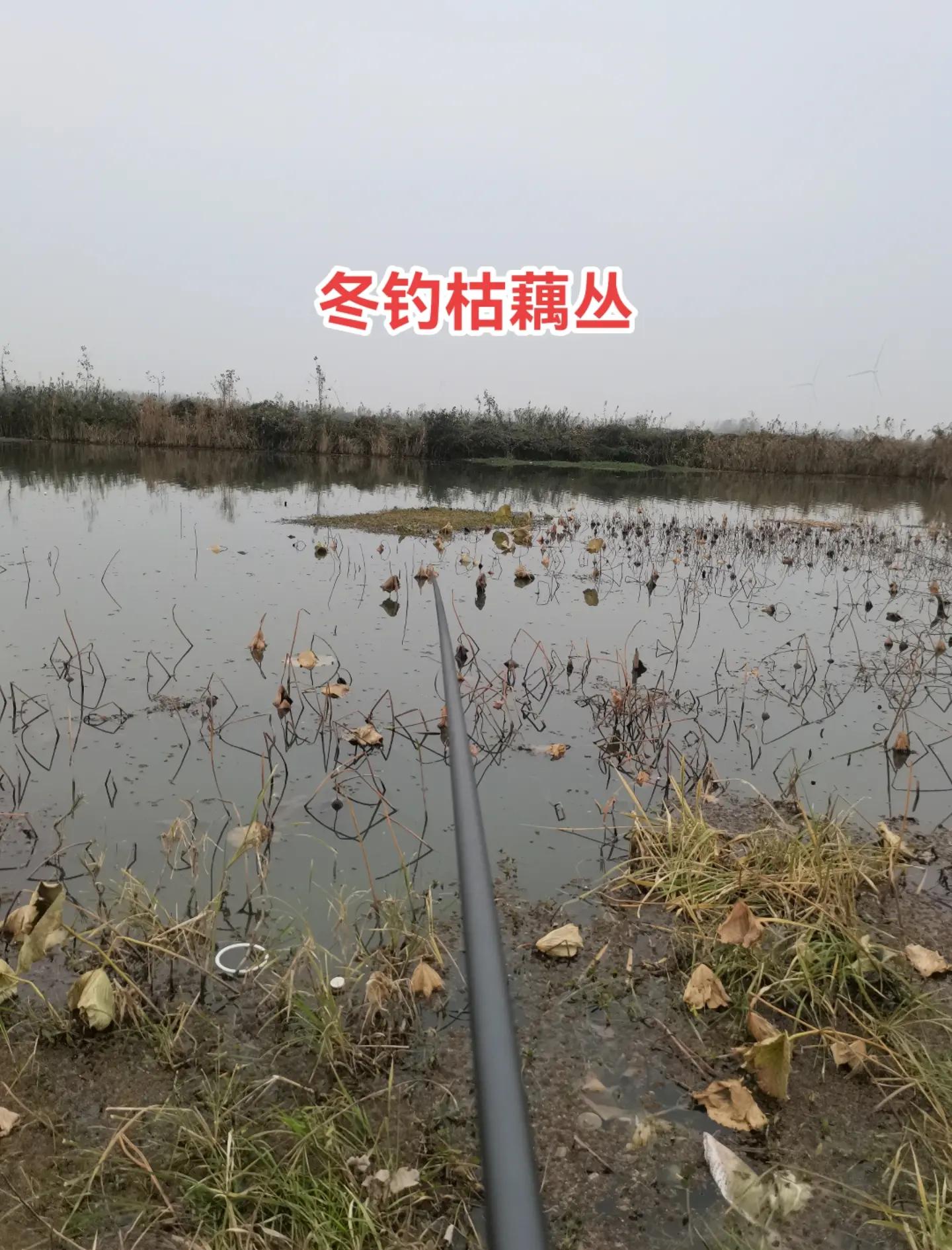 冬季莲藕塘钓鲫鱼技巧(莲藕鱼塘钓鱼怎么选位置) 冬季莲藕塘钓鲫鱼技巧(莲藕鱼塘钓鱼怎么选位置)