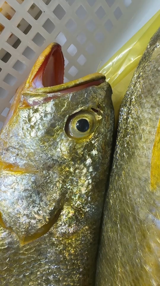 海钓黄花鱼的各种技巧(海钓小黄鱼)