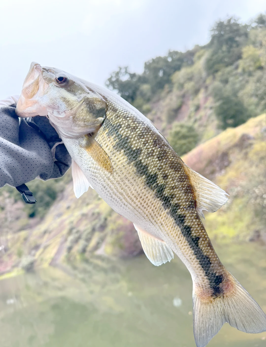 滇池能用路亚(昆明滇池路亚) 滇池能用路亚(昆明滇池路亚)