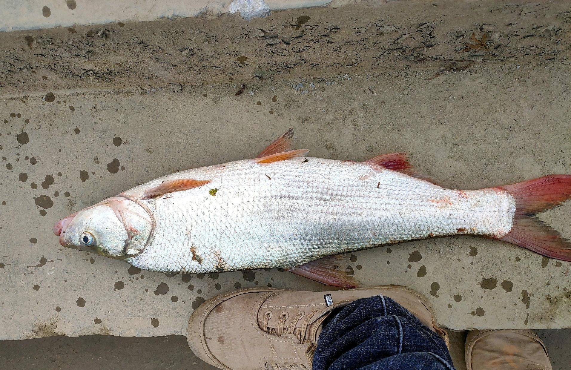 溪流钓红尾鱼技巧(溪流钓红尾鱼技巧和方法) 溪流钓红尾鱼技巧(溪流钓红尾鱼技巧和方法)