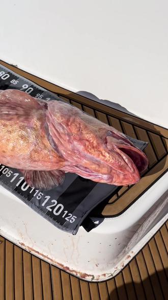 花篮水怪可以海钓吗(花篮水母图片)